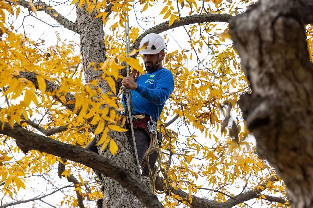 Skilled Tree Transplanting crew working in Tresckow
